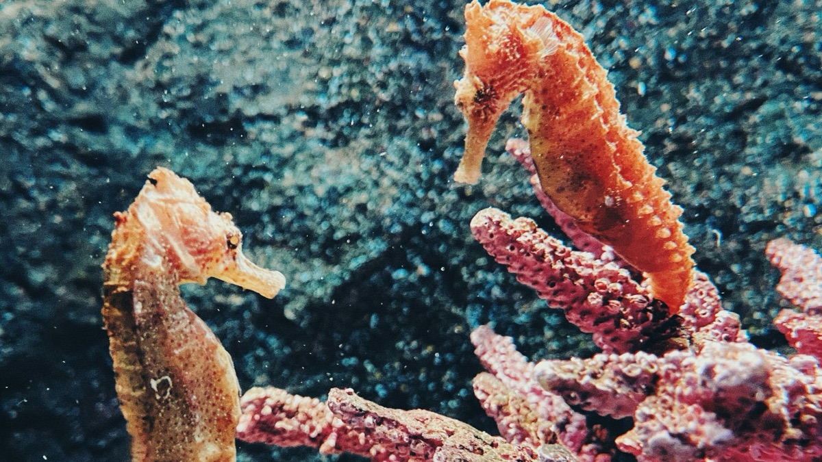 5 Adorable Facts About Loveable Ocean Creatures