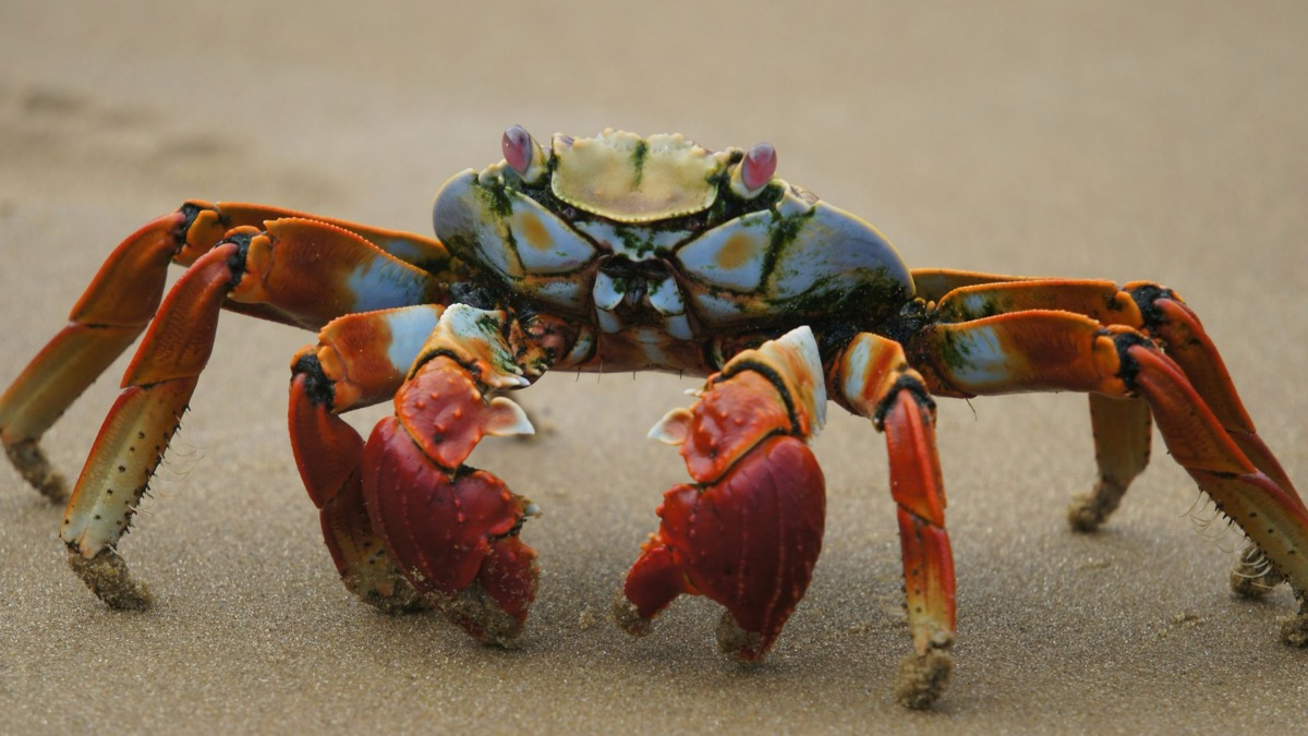 5 Adorable Facts About Loveable Ocean Creatures