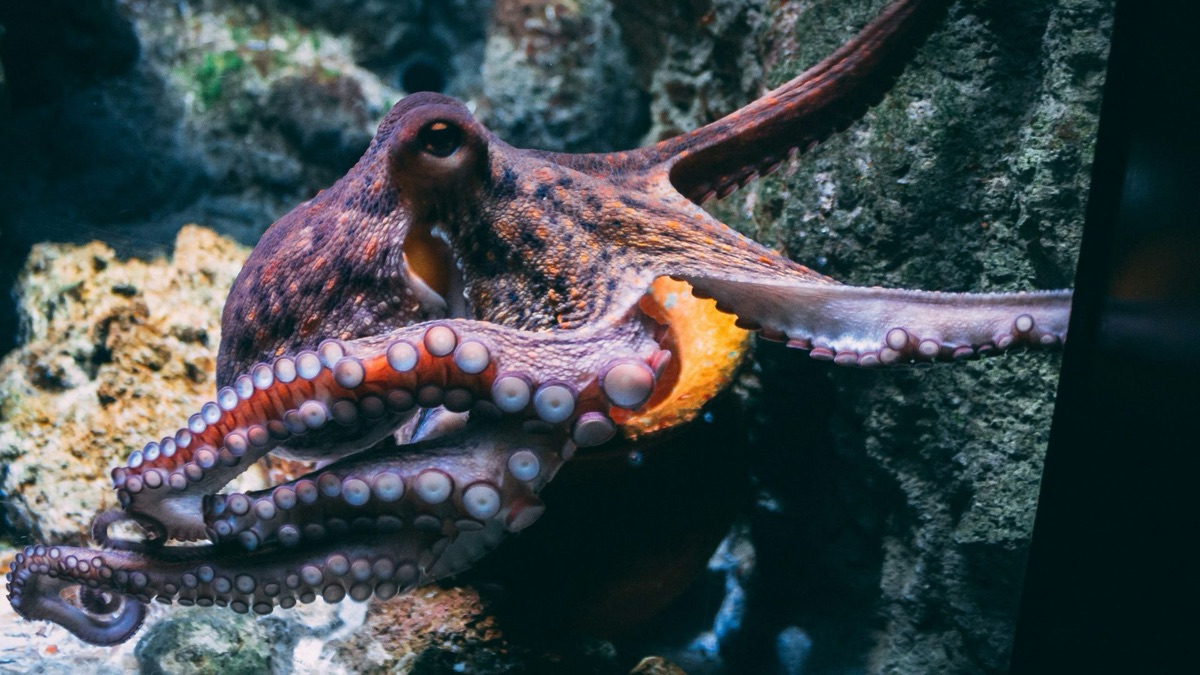 5 Aquatic Creatures With The Craziest Camouflage Techniques