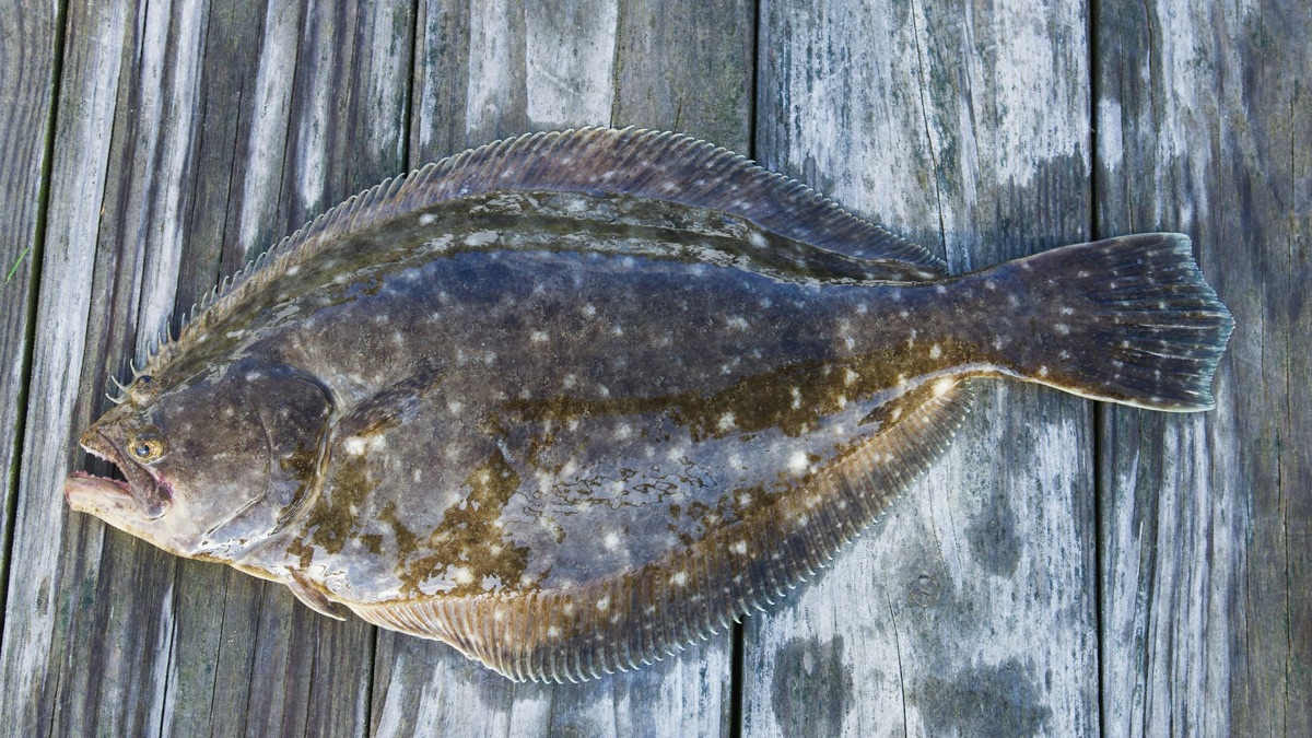 5 Aquatic Creatures With The Craziest Camouflage Techniques