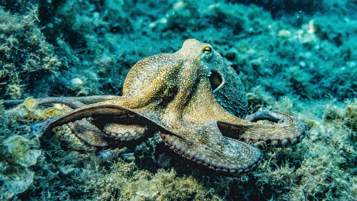 5 Facts About Octopuses That Prove How Amazing They Are