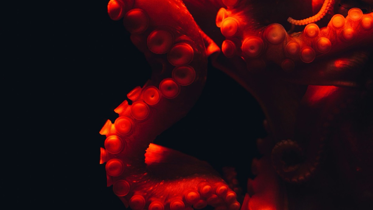 5 Facts About Octopuses That Prove How Amazing They Are