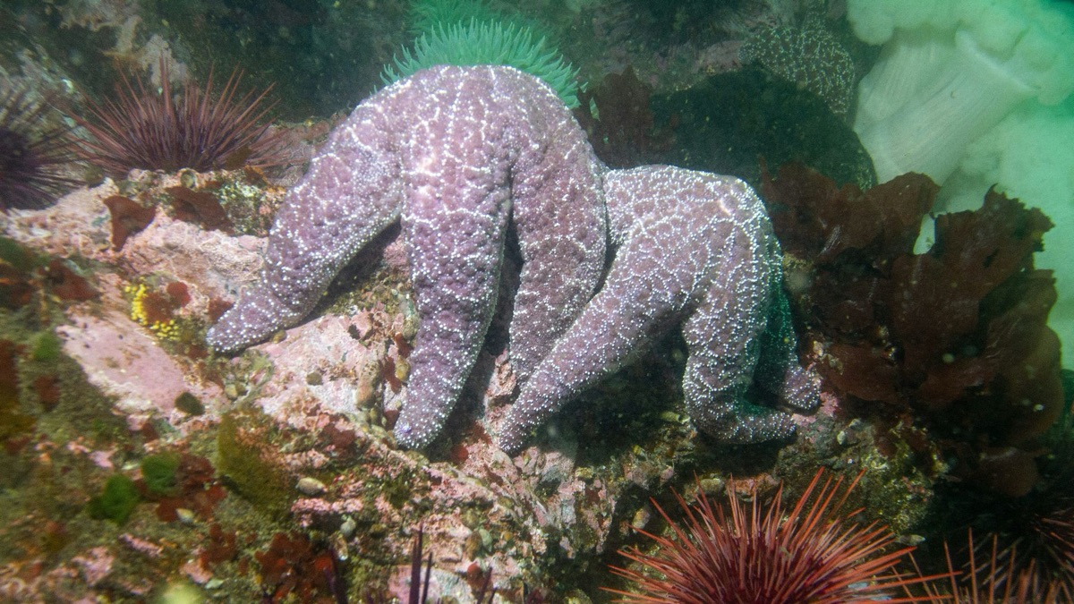 5 Facts About Octopuses That Prove How Amazing They Are