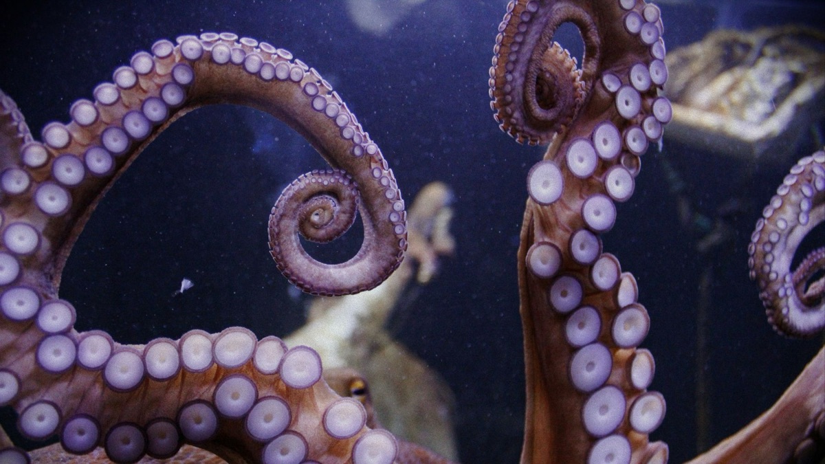5 Facts About Octopuses That Prove How Amazing They Are