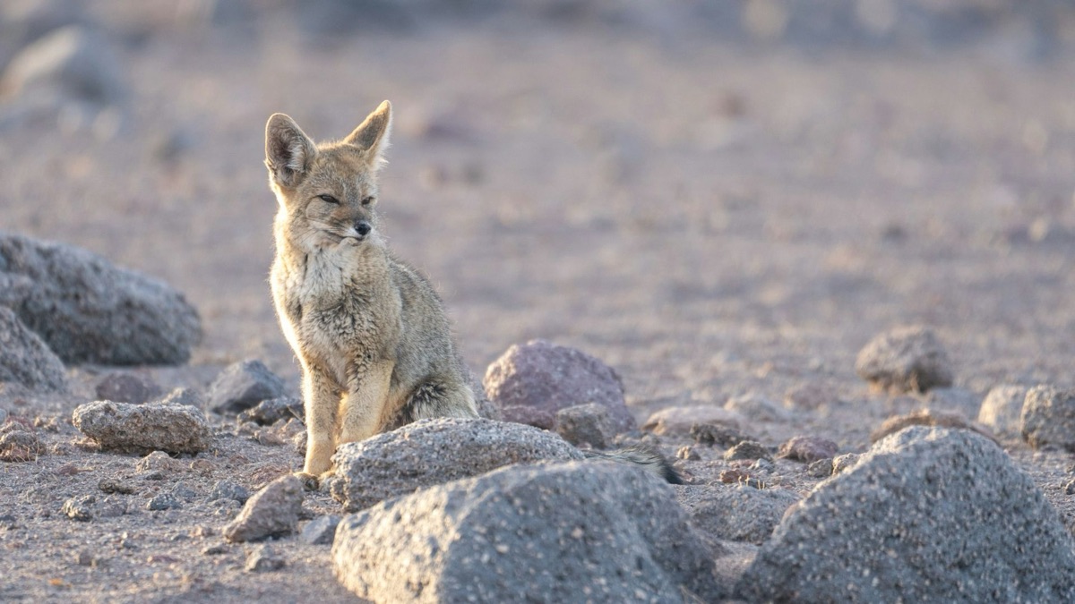 5 Hot Facts About Our Planet's Deserts