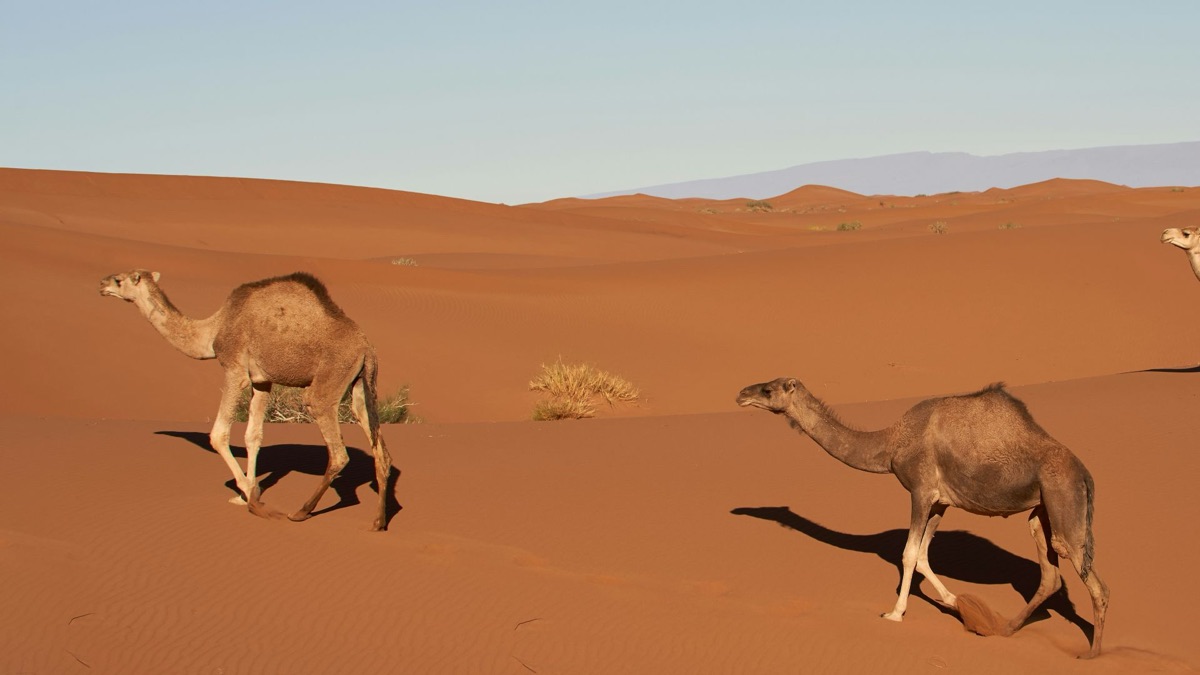 5 Hot Facts About Our Planet's Deserts