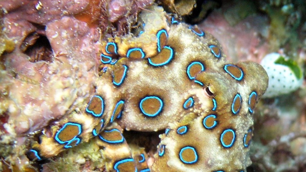 5 Phenomenal Octopus Species You'd Have To See To Believe