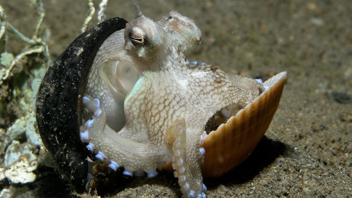5 Phenomenal Octopus Species You'd Have To See To Believe