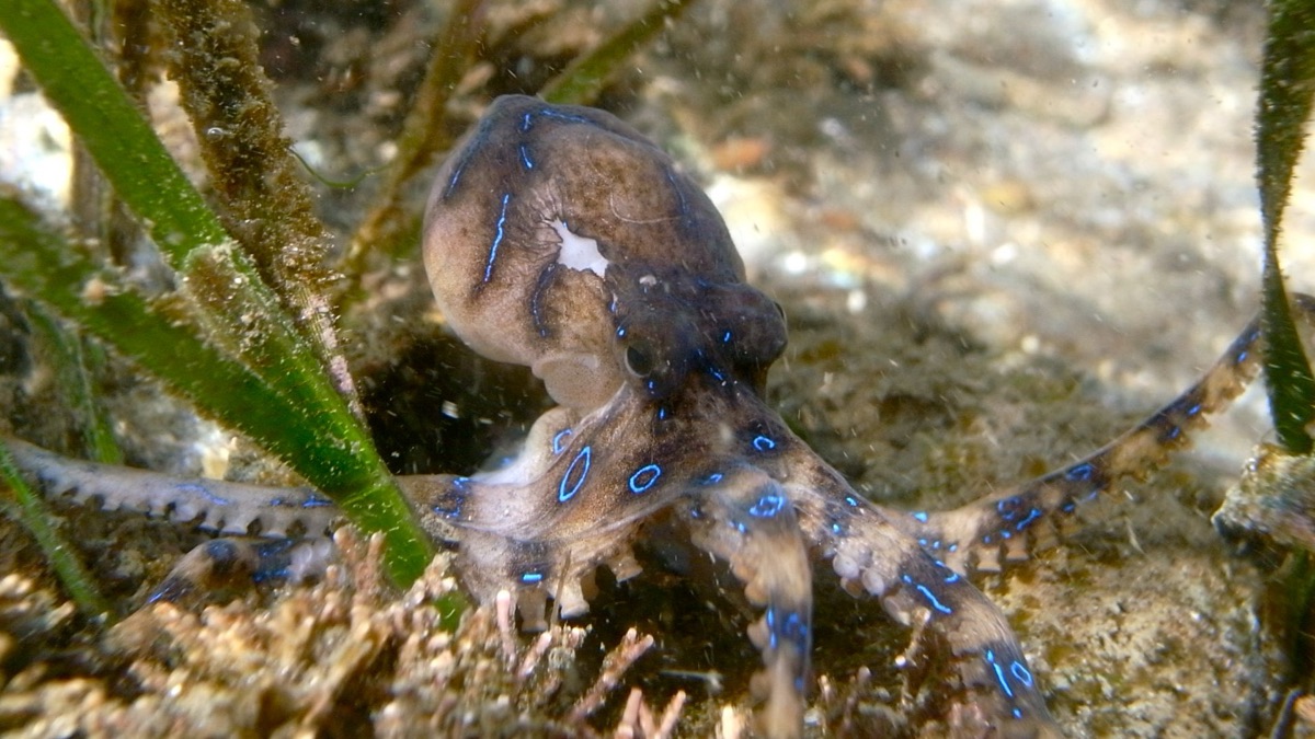 The 5 Deadliest Ocean Creatures On The Planet