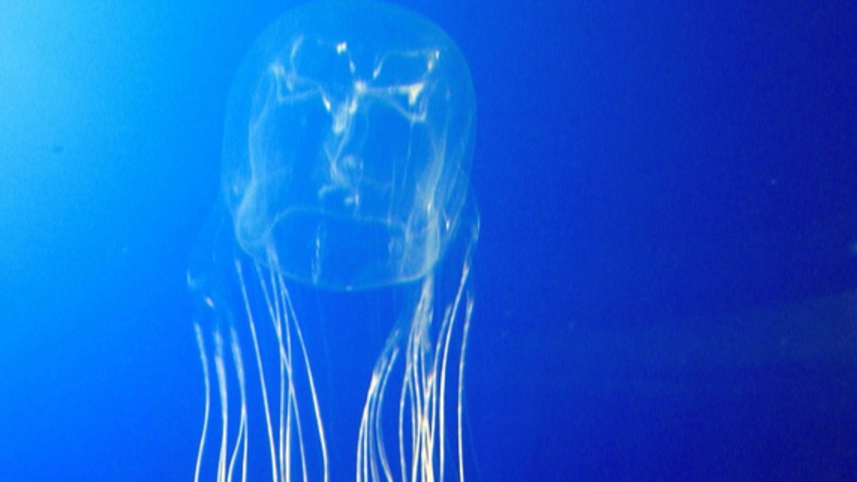The 5 Deadliest Ocean Creatures On The Planet