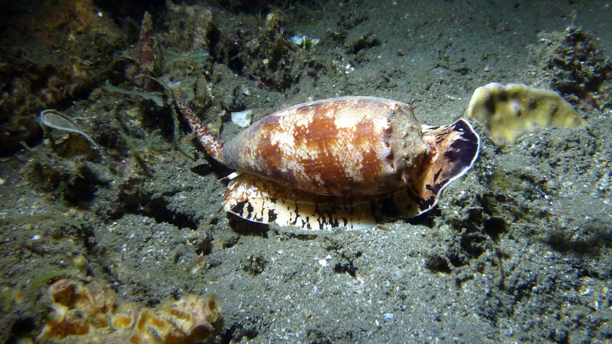 The 5 Deadliest Ocean Creatures On The Planet
